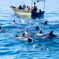 گشت جزیره خودرو ۱۵۰۰|خدمات حمل و نقل|قشم, |دیوار