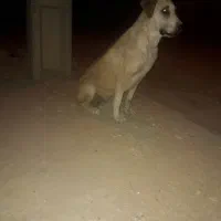 سرابی نگهبان
