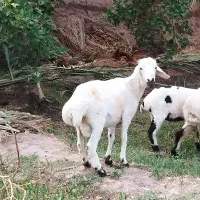 بره