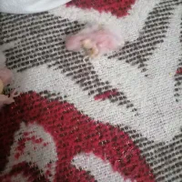 عروس هلندی جوجه