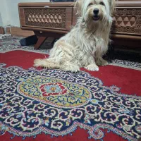 سگ پیدا شده