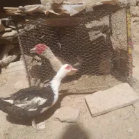 مرغ