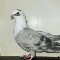 کبوتر|پرنده|زابل, |دیوار