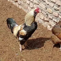 خروس لاری