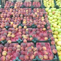 نیرو کار میوه فروشی