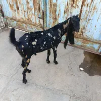 کهره نر پاکستانی