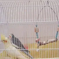 یک جفت عروس هلندی