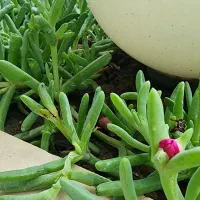 استخدام خانم نظافتچی منزل با شرایط عالی