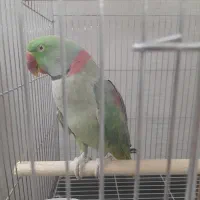 شاه طوطی نر