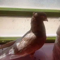 کبوتر|پرنده|یاسوج, |دیوار