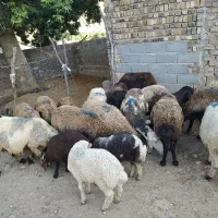 18 عدد گوسفند با سه عدد بره