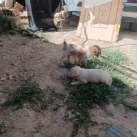 دوتاسگ نر