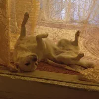 سگ ماده