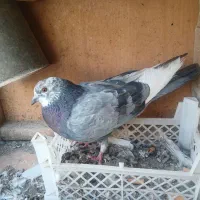 پرنده