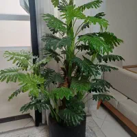 درختچه|گل مصنوعی|مشهد, سرافرازان|دیوار