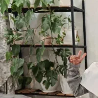 استند گل