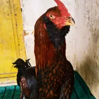 خروس لاری ..اصل..اصل