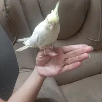عروس هلندی۶ماهه چشم شرابی