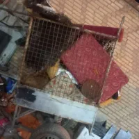 بودی موتور