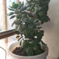 گل قاشقی
