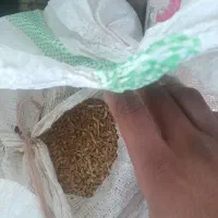 یک عدد گونی گندم