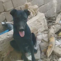 توله سگ
