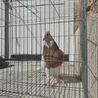 کفتر طوقی پلاکی شهری
