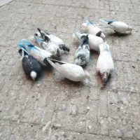 کفتر|پرنده|تبریز, |دیوار