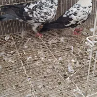 نروماده سوسگی