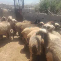میش داشتی فروشی 30عدد