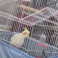 عروس هلندی سخن گو