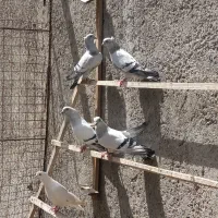 کبوتر