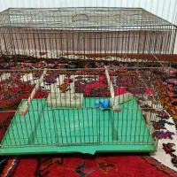 قفس پرنده