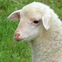 گوسفند زنده