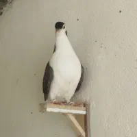 جوجه کفتر رنگه قلدر