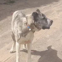 واگذاری سگ افغان۴ساله
