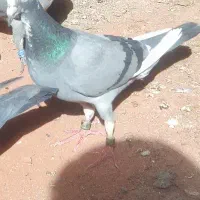 یک جفت سبز مسافتی