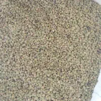 عدس بسیار تمیز و تازه بدون اشغال