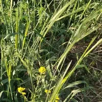 سبوس دامی فروشی هرچند مقدار