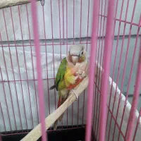پرنده