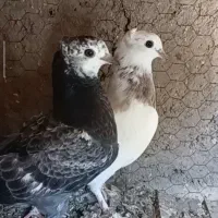 ۳ تا جوجه تازه دون از کاشان
