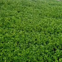 نشاء|گل و گیاه طبیعی|زنجان, |دیوار