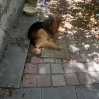 سگ ژرمن نگهبان