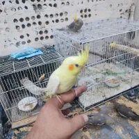 عروس هلندی