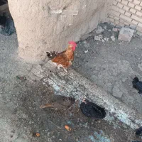 سلام سه تا خروس مست مست