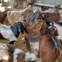 بیست عدد بزغاله