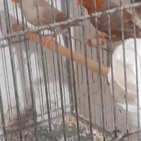 جفت فنچ فول اورنج تازه جفت یه ساله