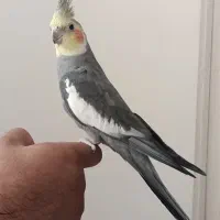 عروس هلندی رقاص دستی و سخنگو