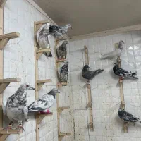کفتر بوم همه نر