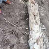 چوب درخت سپیدار